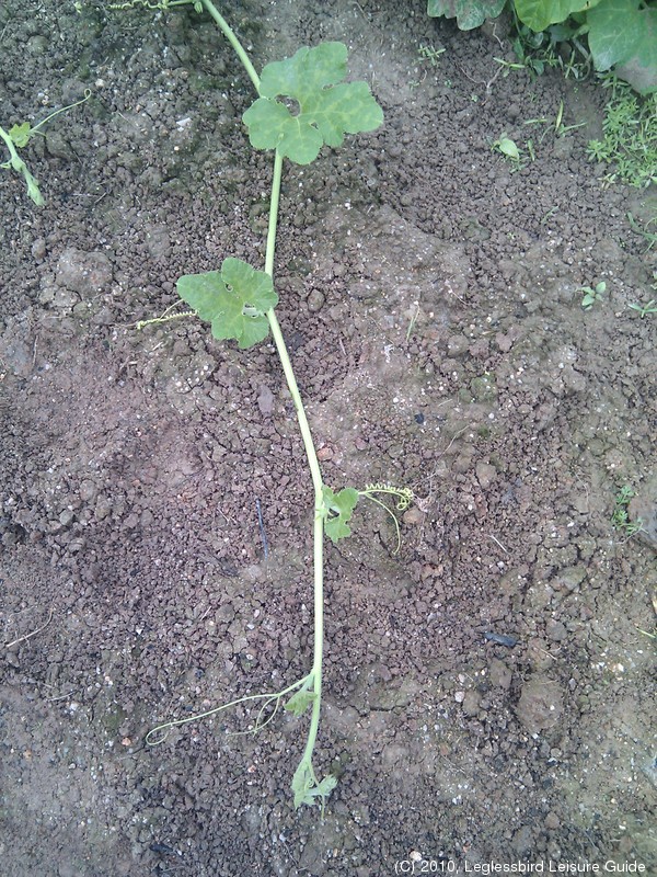 20100215Farm Visit37.jpg